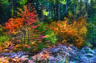 Colorful frosty autumn-5002